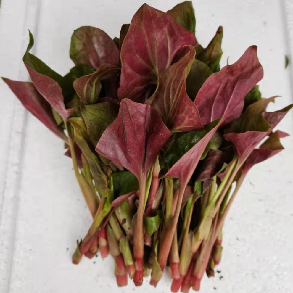 鱼腥草新鲜四川特产折耳根凉拌嫩叶嫰根新鲜蔬菜批发当季现挖现发嫩叶