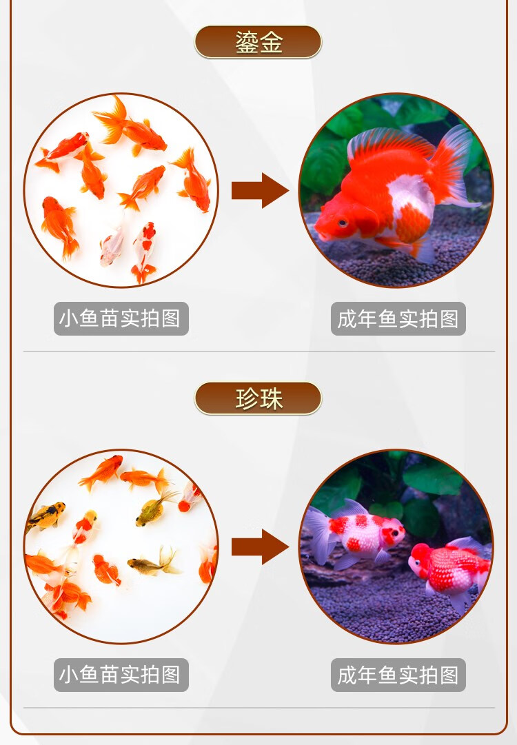 不加温冷水鱼观赏鱼淡水鱼活体金鱼好养耐活鱼苗兰寿锦鲤金鱼活鱼 4