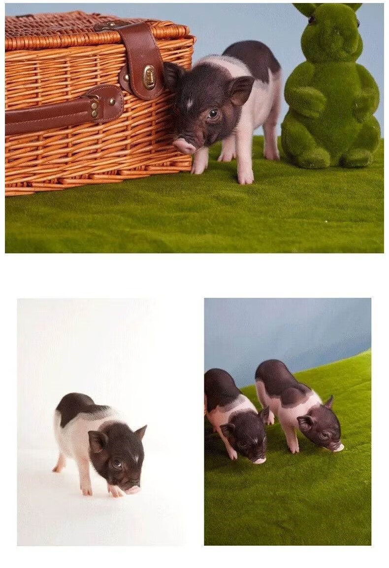 网红泰国迷你小香猪活体可爱不咬人包活全款 小香猪(公)两个月左右