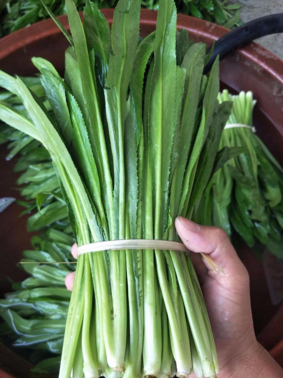 云南大香菜大芫荽种子老缅芫荽刺芫荽野香菜蔬菜 大香菜3斤装【图片