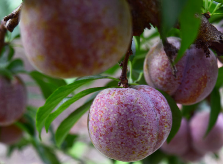 媚调【jd物流现货闪发】三华李新鲜当季水果双华李水果山华李血丝李子