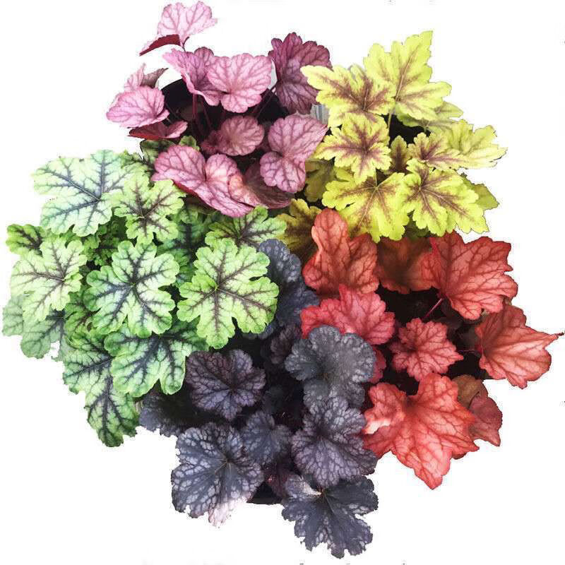 矾根盆栽绿植花卉室内外阳台庭院地栽耐热耐寒四季彩叶养不死绿植花毯