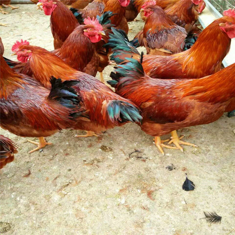 荣郁正宗半大九斤红鸡活体幼苗巨型红玉鸡散养一斤大红公鸡脱温小笨鸡