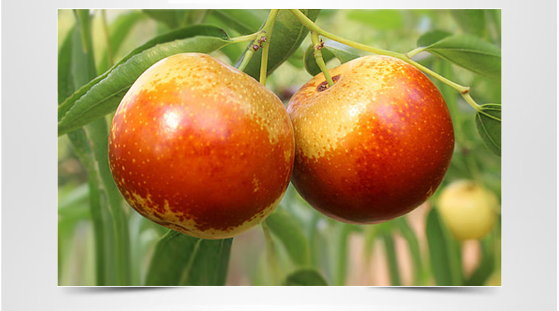 山东沾化大冬枣 滨州特产现摘现发新鲜特大果精选巨无霸枣王冰糖脆甜