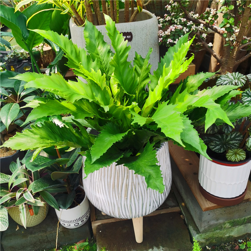 进口维纳斯蕨耐寒热能过冬的蕨类植物盆栽内室吸甲醛净化空气 蕾丝蕨