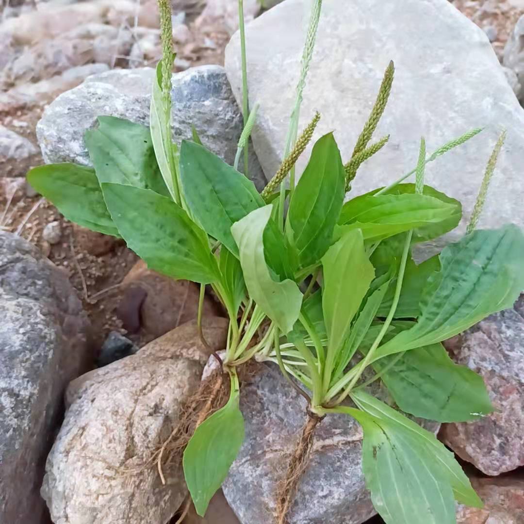 伟博整颗带根车前草新鲜全草干货品正宗泡茶水车前子车轮菜中药材 100