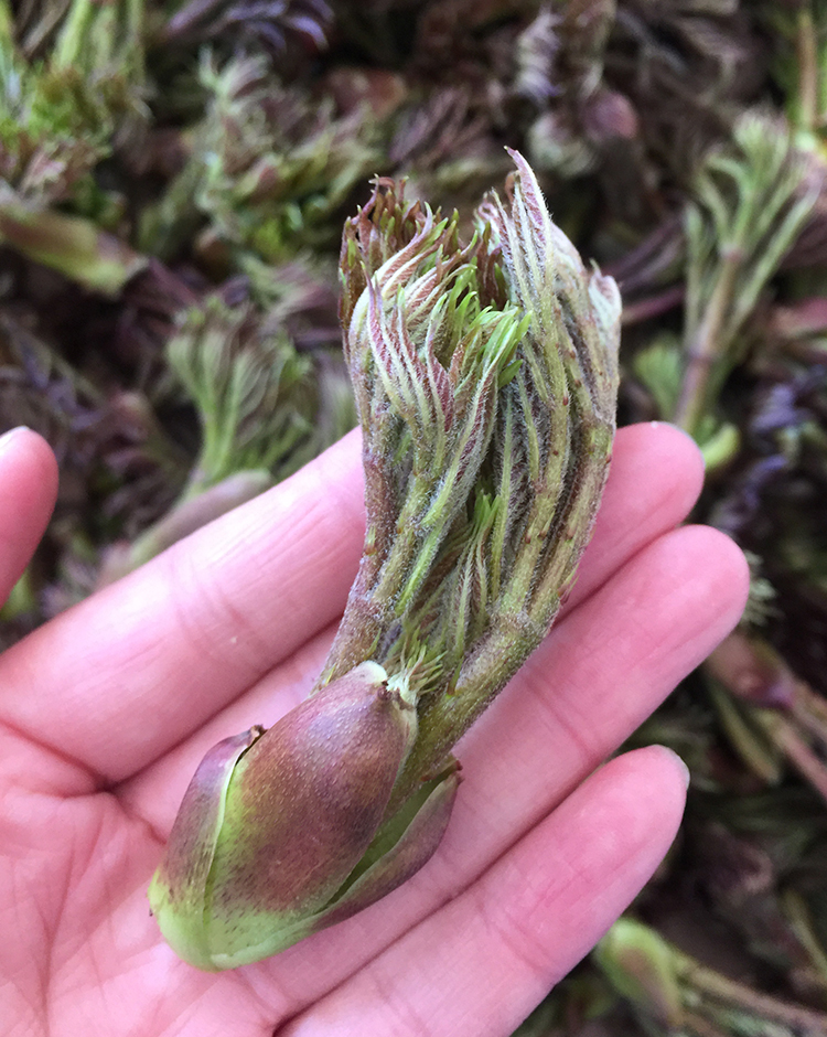 溪味道刺嫩芽250g真空速凍東北新鮮山野菜刺老芽刺龍芽烏龍頭山菜 250