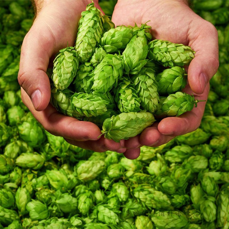 精酿啤酒原料啤酒花捷萨兹酒花啤酒香花 200g真空