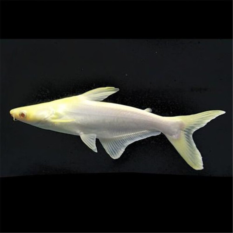 乐淘逸宠淡水鲨鱼活体热带观赏鱼大型虎头鲨龙鱼配鱼 10-12cm蓝鲨2条