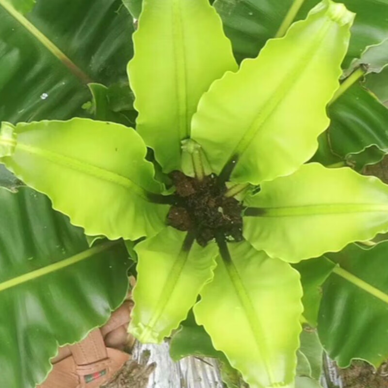 青樱红荔顺丰新鲜台湾山苏台湾山苏叶酒店特色菜山苏菜鸟巢蕨炒食做汤