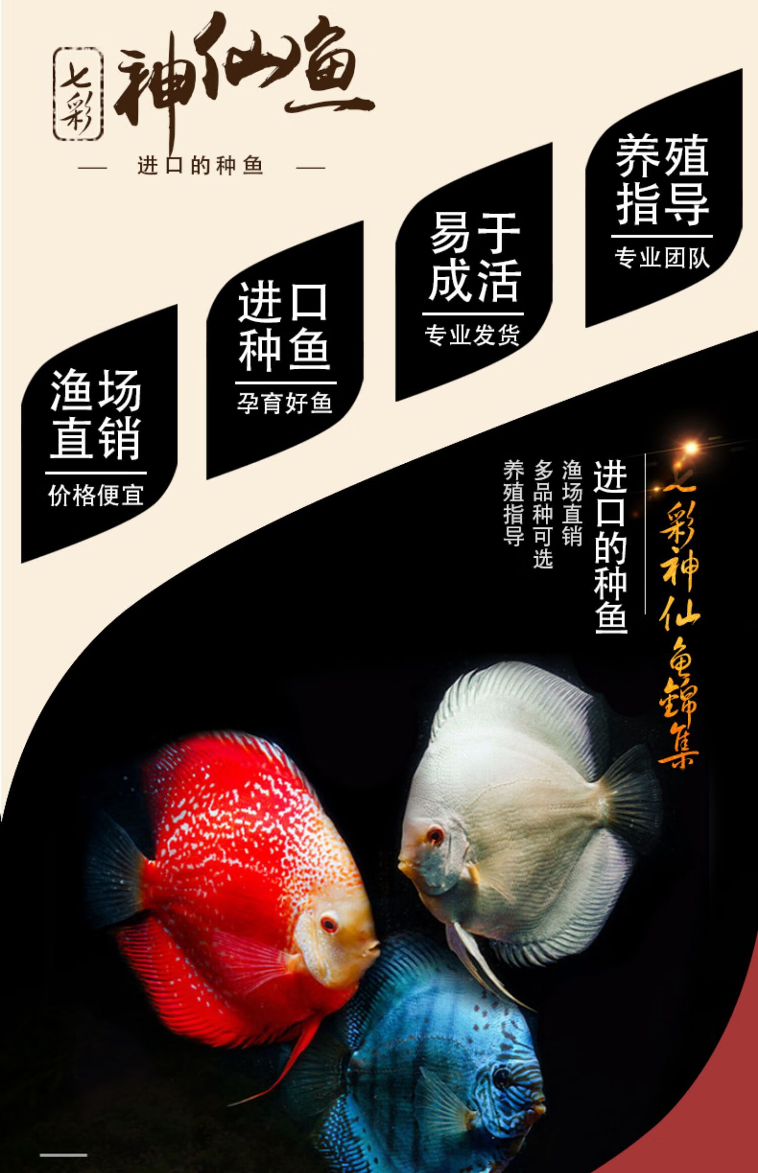 【进口种鱼】七彩神仙鱼精品热带观赏鱼7彩燕鱼苗活体中小型好养 红松