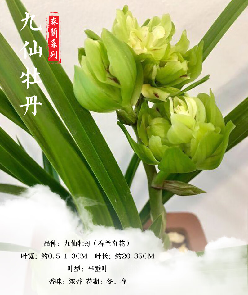 华香园兰花九仙牡丹春兰奇花兰花苗浓香型冬带花苞办公室内盆栽盆景