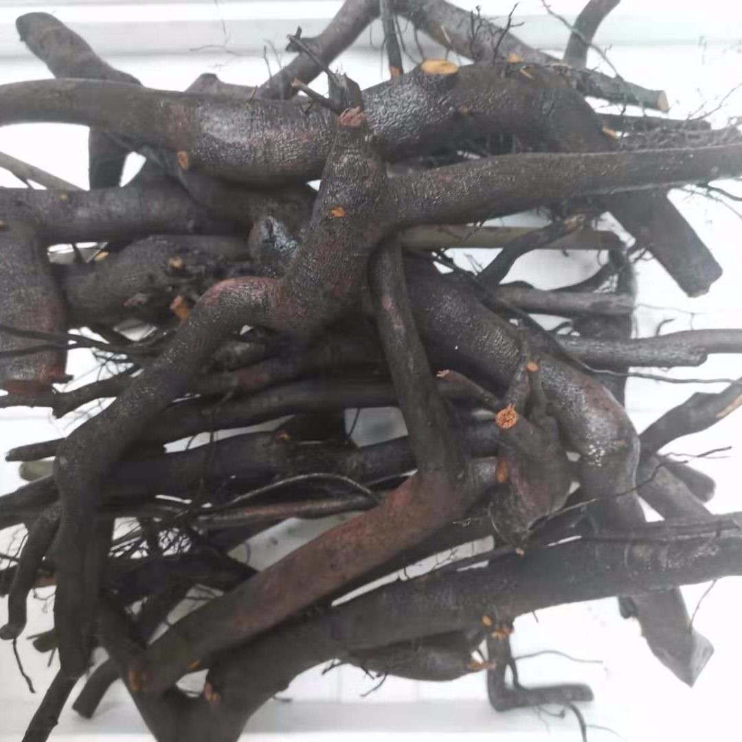 金弹子树桩盆景黑塔子老桩盆景两年熟桩母桩公桩母桩两颗