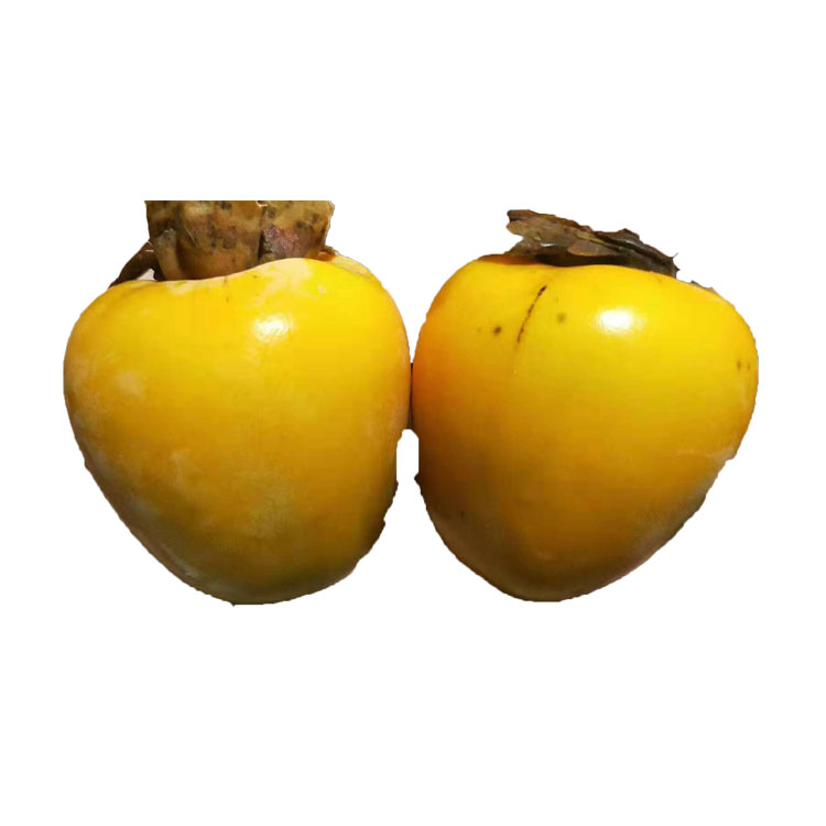 鸡心黄柿树苗嫁接脆甜柿子树苗日本甜柿子苗无核柿苗南北方种植日本太