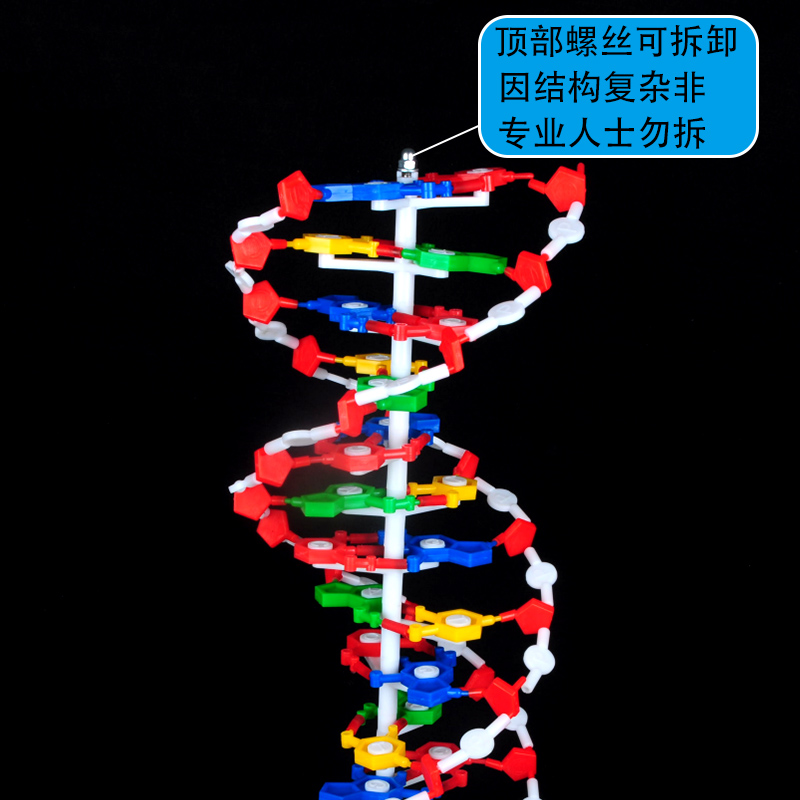 誉曼高中dna模型双螺旋结构模型分子结构模型60cm大号带底座碱基对