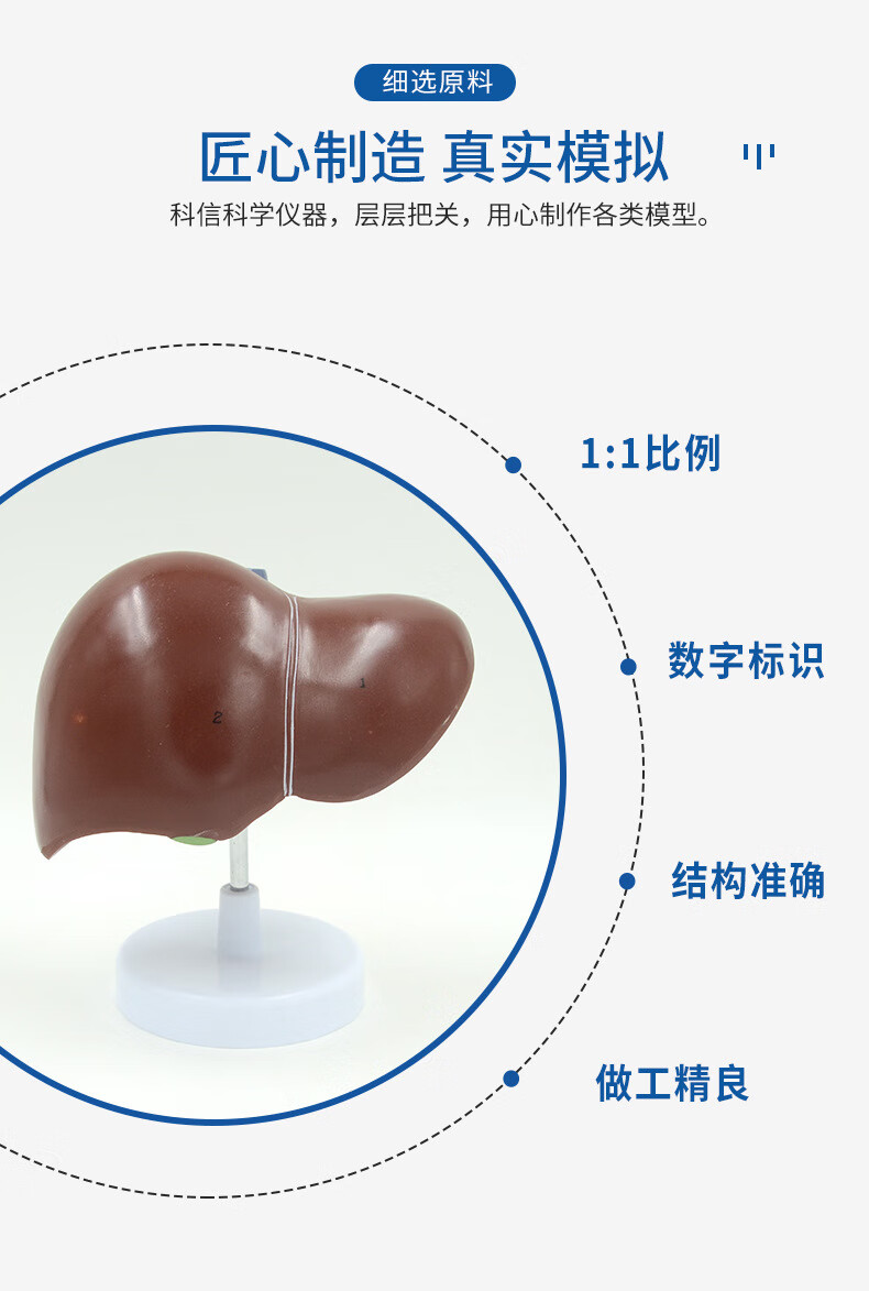 肝脏模型肝胆胰脾解剖 器官模型教学展示礼品医药人体内脏教具【图片