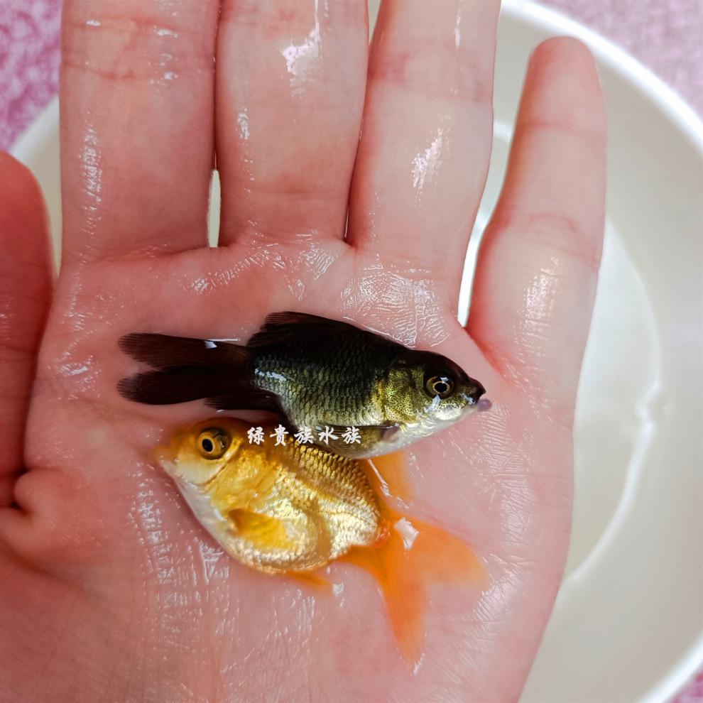 秋颖 蝴蝶鲤纯种火红熊猫黑金狮子头贵妃球体活体淡水冷水观赏鱼 红色