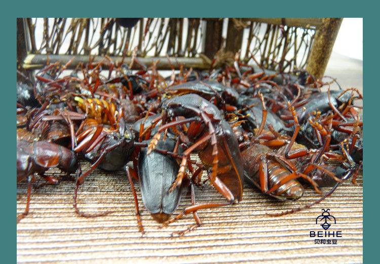 伟博沂蒙特产山山牛山水牛食用昆虫山虫牛公母水牛子生鲜冷冻运输