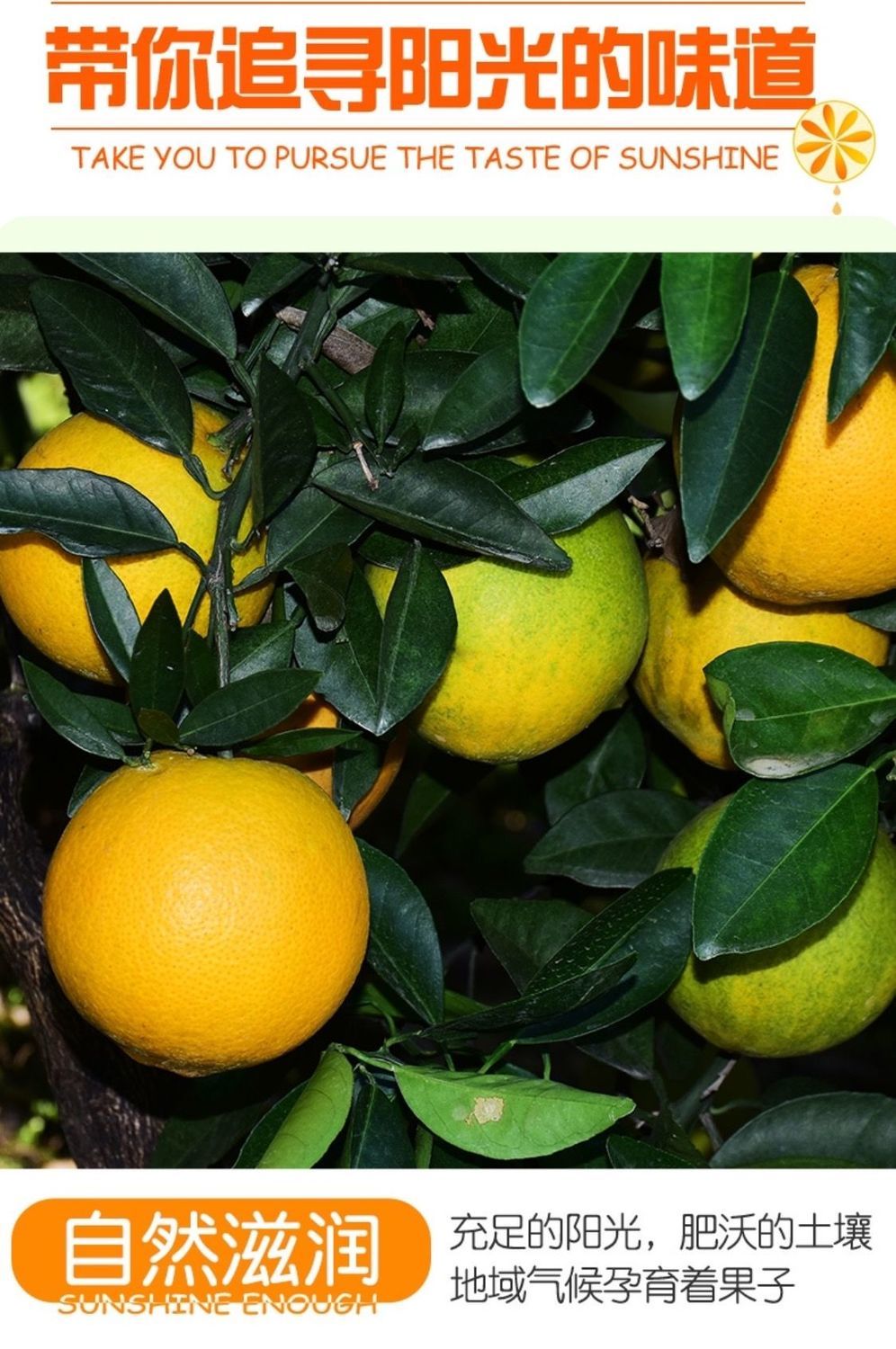 夏橙新鲜橙子冰糖甜橙鲜果秭归脐橙现摘当季薄皮整箱批发 特大果【带