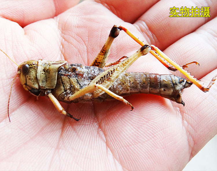 蚂蚱500g全母去翅带籽新鲜活速冻东亚飞蝗蝗虫雌蚱蜢油炸【图片 价格