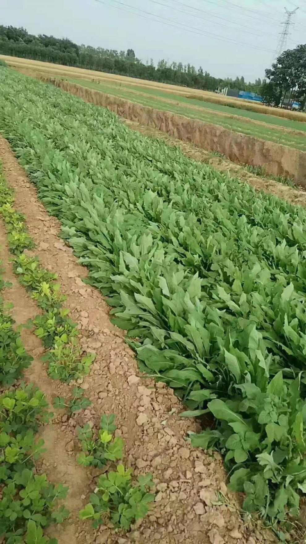 千帆亭苦蕒菜種子 多年生牧草草籽 魚豬雞鴨鵝苦麻菜苦麥菜苦買菜苦