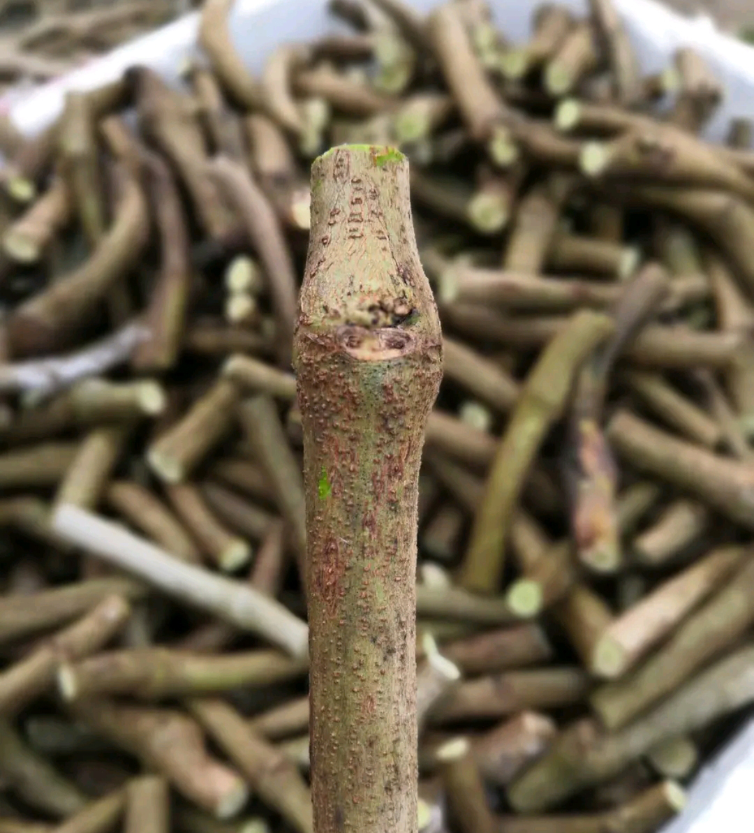 苏炫葛根种苗葛根藤种植粉葛藤葛根种子野生葛根苗桂林柴葛滕20棵葛根