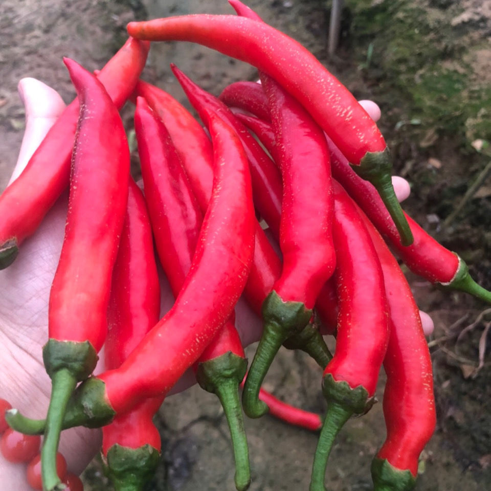 江西新鲜大红辣椒农家自种乌红尖椒泡椒剁椒辣酱现摘辣椒精选 3斤红椒