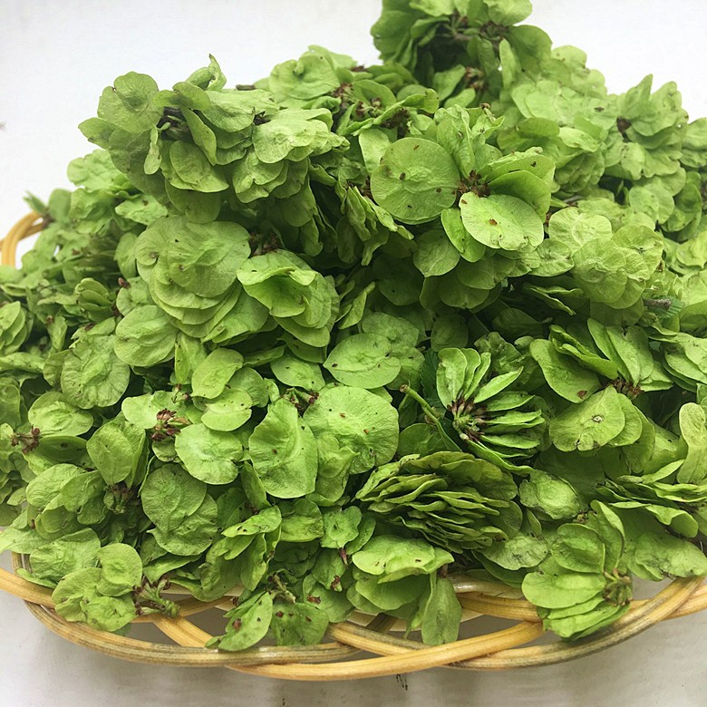 榆钱新鲜2022年新鲜榆钱儿现摘榆钱树叶做榆钱窝窝头榆钱花 500g