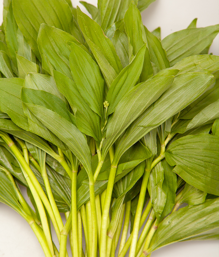 溪味道山糜子真空速凍東北新鮮山野菜山米子山迷子農家蘸醬菜250g