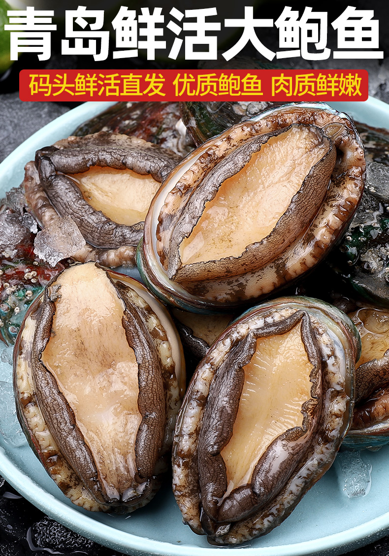 海皇湾 鲍鱼鲜活海鲜贝类水产新鲜鲍鱼崂山特产海捕鲍鱼九孔鲍鱼特大