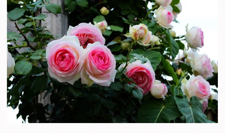 藤本月季粉色龙沙宝石蔷薇花苗藤本月季爬藤植物庭院花卉盆栽粉龙沙