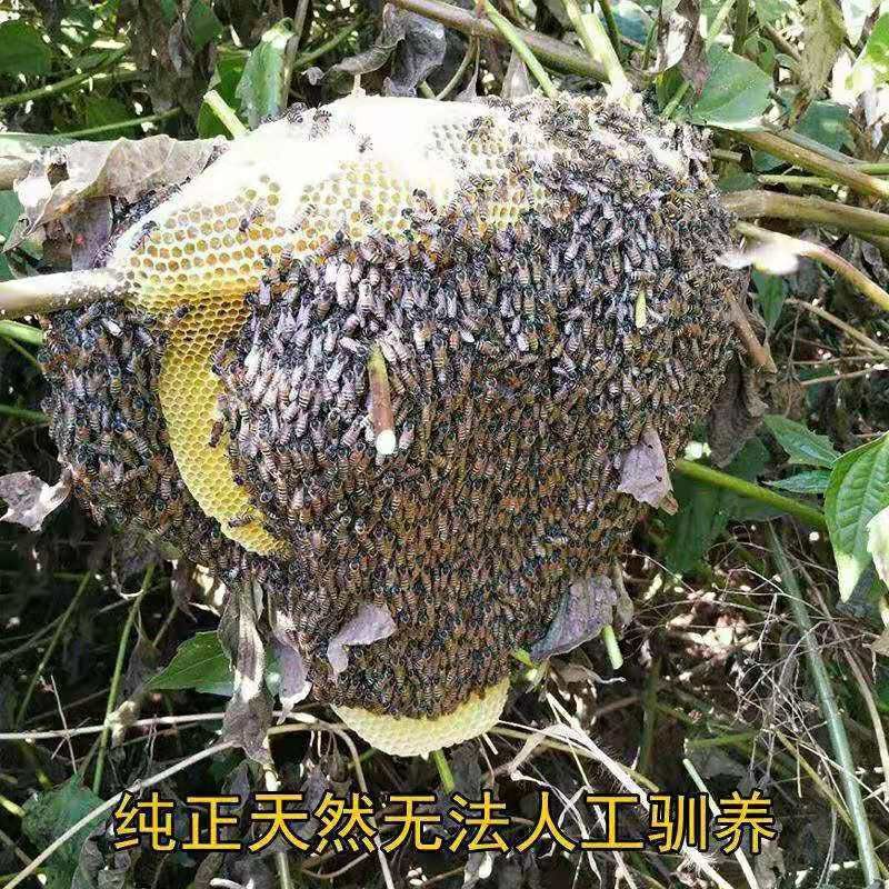 偉博雲南德宏野生小掛蜜新春特惠帶蜂巢裝黑蜂蜜帶蜂巢蜜 380g整個巢