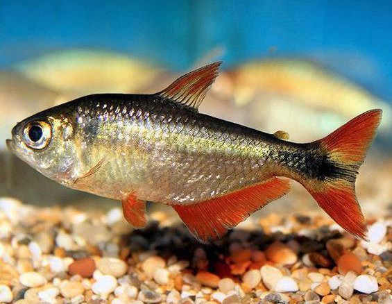 天使鱼冷水鱼活体淡水鱼观赏鱼小鱼苗金鱼好养新手鱼四季养不加温 3