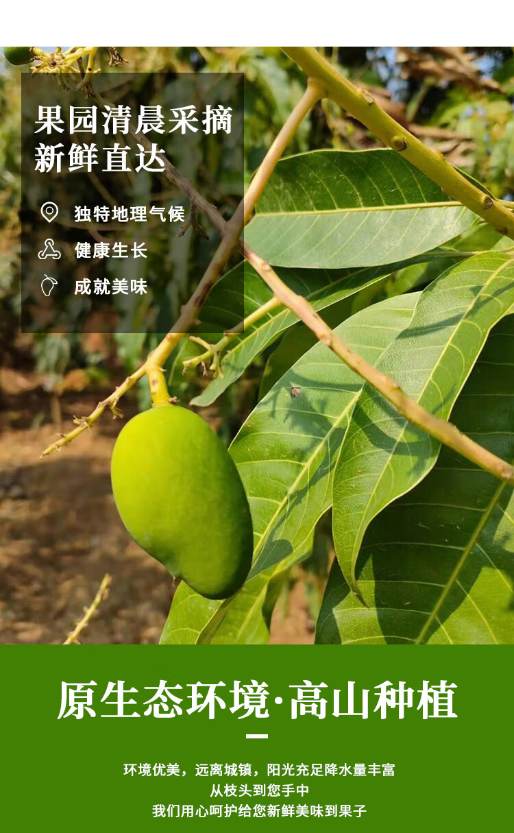 更多参数>>国产/进口:国产原产地:云南包装形式:礼盒装品种:青芒商品