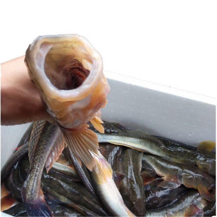 匠心说 新鲜沙光鱼超大鲜活沙逛鱼小龙鱼海鲶鱼赛龙王扔巴鱼海龙鱼 三