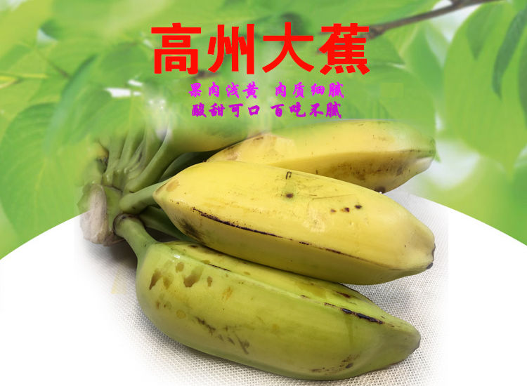 秋季广东茂名青芭蕉大蕉plantain新鲜水果80-250克 5斤