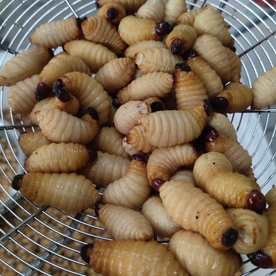 伟博高蛋白养殖竹虫新鲜活虫速冻竹笋虫顺丰偏远地区1000g2斤装陆运