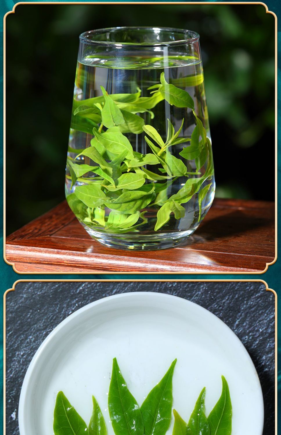 伟博苦丁茶特级正宗野生大肚子贵州余庆小叶苦丁嫩芽周期装