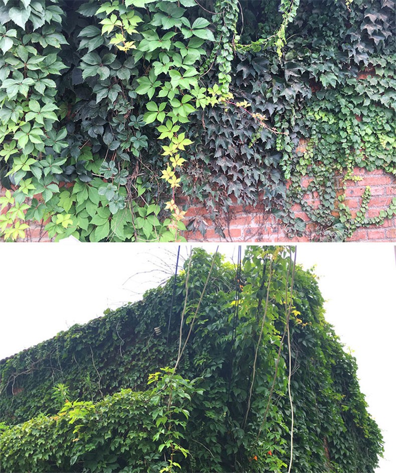 花溢满爬山虎树苗爬藤植物攀援爬墙植物盆栽藤蔓藤本植物庭院围墙观赏