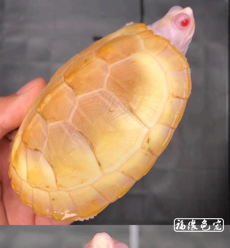 变异红眼白化巴西龟苗宠物龟观赏粉雪黄金招财儿童小乌龟活物 瑕疵