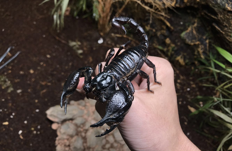 亚洲雨林蝎大号宠物观赏蝎子活体大黑蝎子温顺可上手爬虫异宠活体