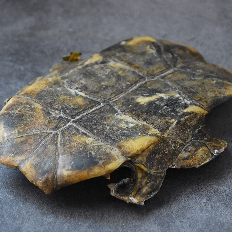 豫蓉堂龟板100克整块生板龟板100克
