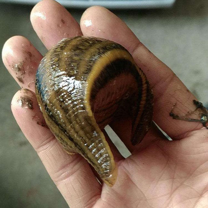 伟博纯宽体金线水蛭活体蚂蟥鲜活现发金边水蛭苗可挑大小包活 新鲜