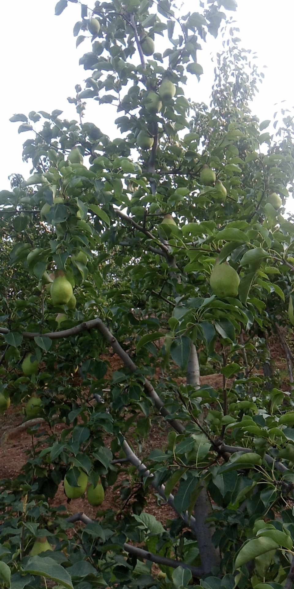 东北茄梨2斤3斤5斤装软糯大头梨不是烟台太婆梨子新鲜水果手工精选带