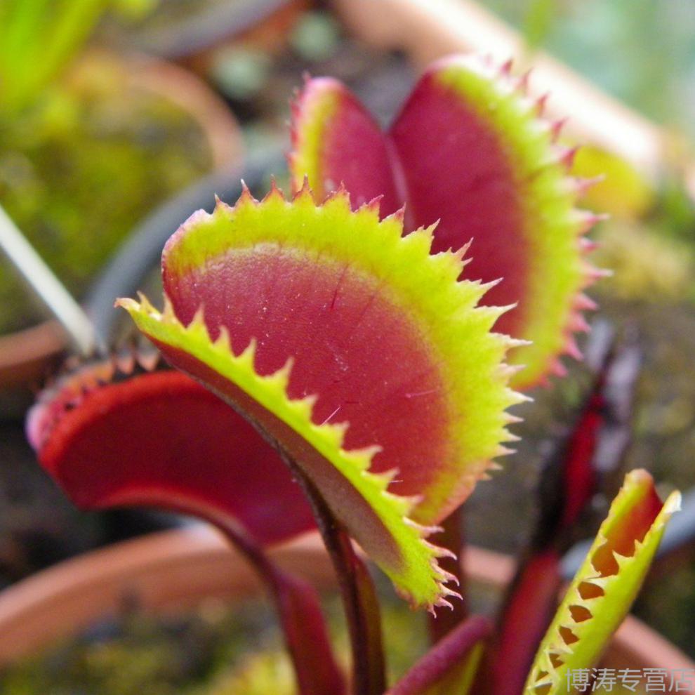 红色食人鱼捕蝇草【带盆栽号】食人花吃虫草吃蚊草吃苍蝇吃蚊虫!【图