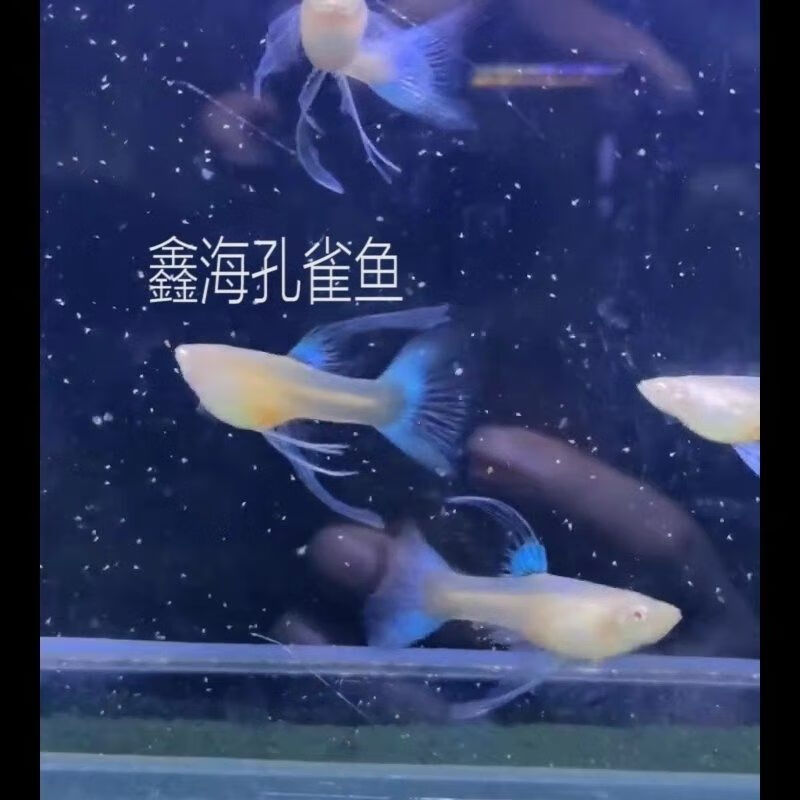 藍白孔雀魚活體天空藍緞帶蝶翼大c種魚熱帶魚純種精品觀賞魚 藍白蝶翼