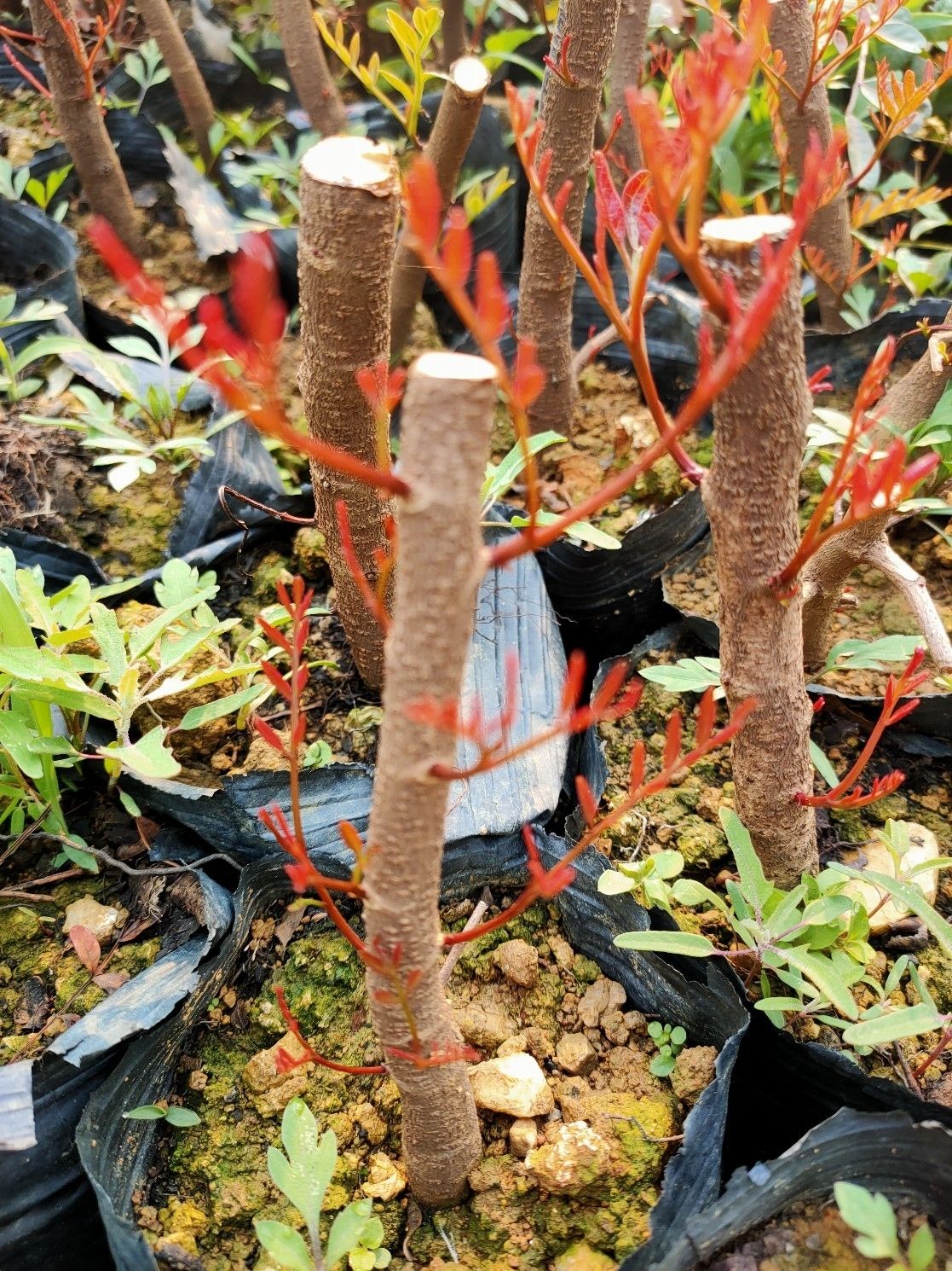 鲜木云南清香木盆栽老桩盆景绿植红芽驱蚊净味清香阳台喜阳长绿清新 9