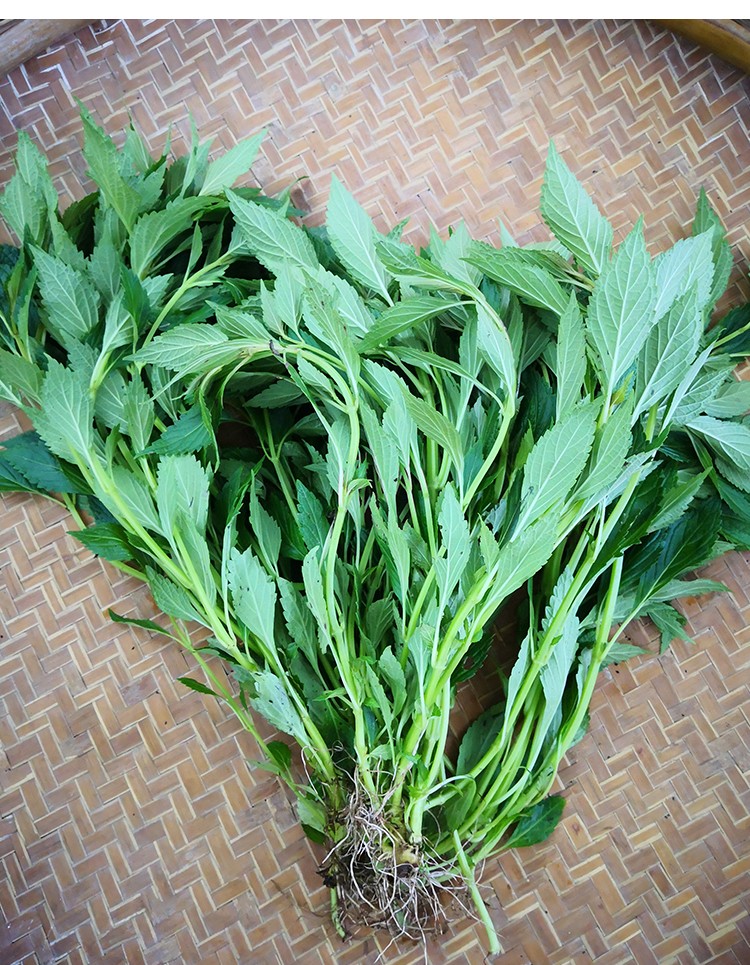 野生中草药干品溪黄草500g 中药材苦溪黄血风草 草肝茶 图片色【图片