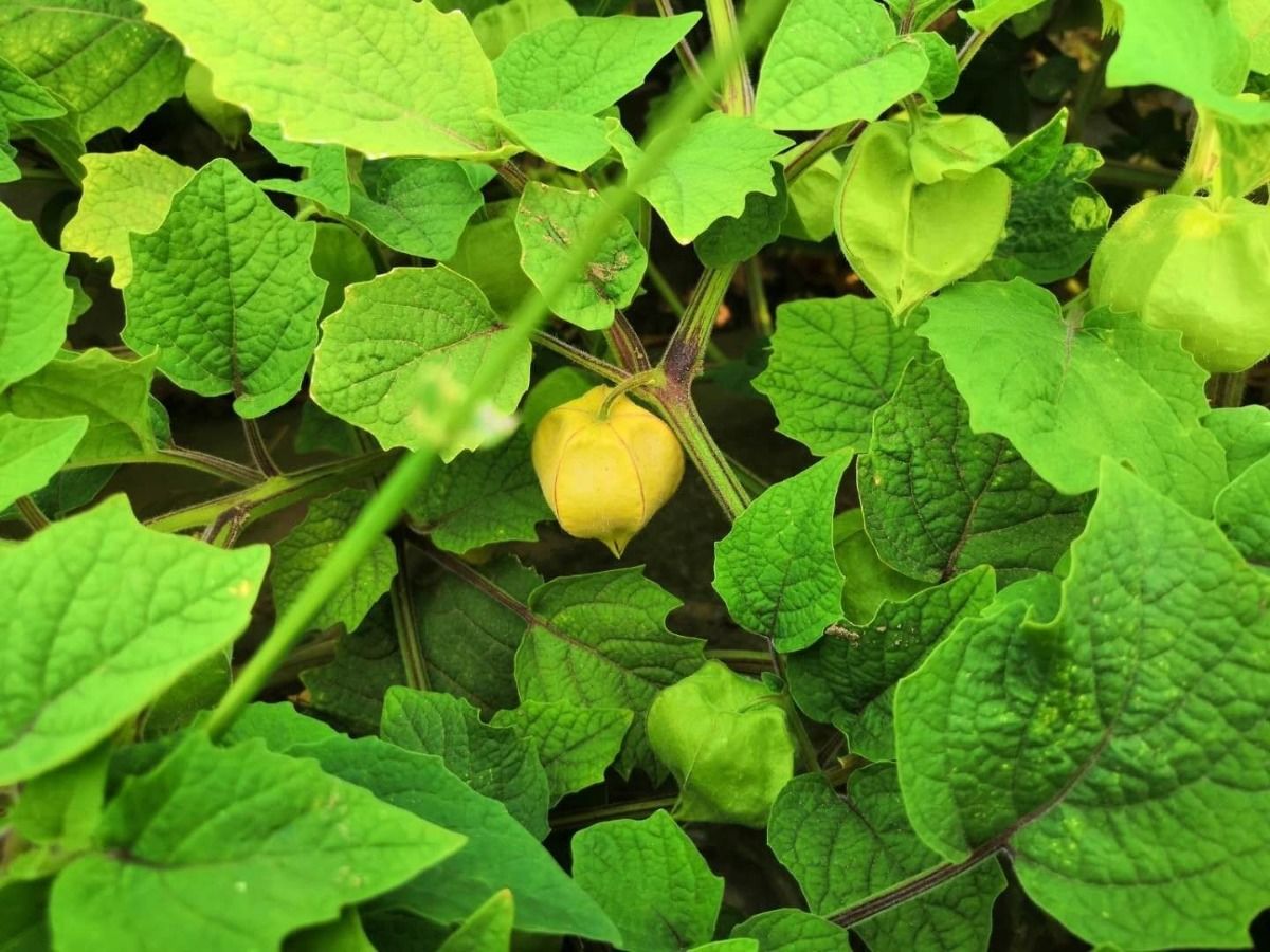 现摘现发东北菇娘果灯笼果黄姑娘果小果品种3斤