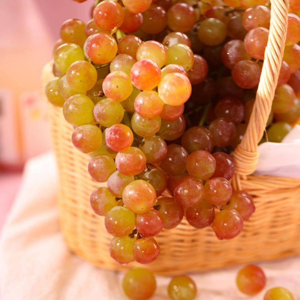 智利慕斯卡香水葡萄红提子高甜皮薄当季新鲜水果2/4斤顺丰空运 2斤